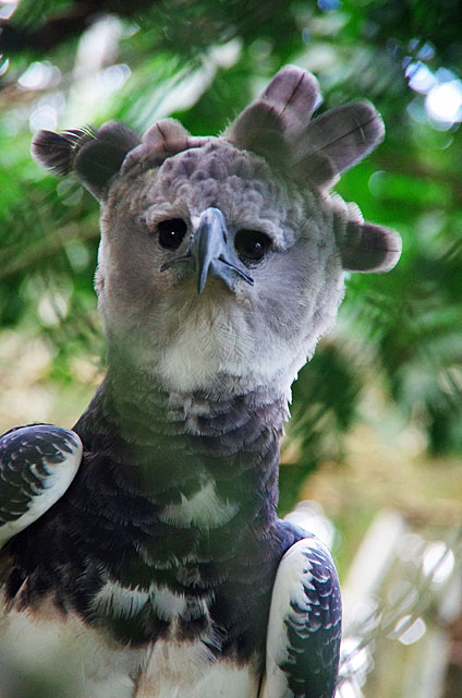 Harpy Eagle named Panama